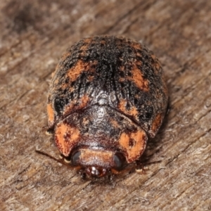 Trachymela sp. (genus) at Melba, ACT - 3 Jan 2021