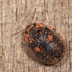 Trachymela sp. (genus) at Melba, ACT - 3 Jan 2021