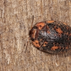 Trachymela sp. (genus) at Melba, ACT - 3 Jan 2021