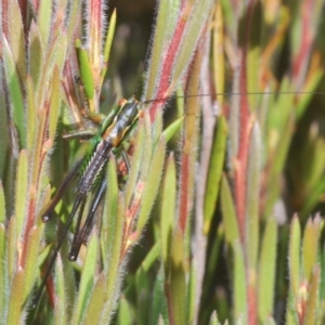 Austrodectes monticolus at Kosciuszko National Park, NSW - 12 Jan 2021 05:14 PM