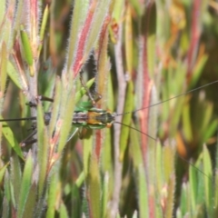 Austrodectes monticolus at Kosciuszko National Park, NSW - 12 Jan 2021