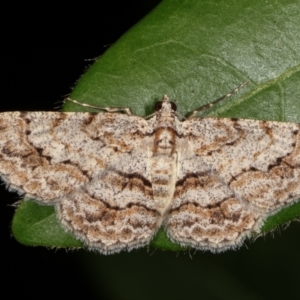 Didymoctenia exsuperata at Melba, ACT - 3 Jan 2021 11:58 PM