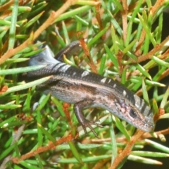 Pseudemoia entrecasteauxii (Woodland Tussock-skink) at Kosciuszko National Park, NSW - 12 Jan 2021 by Harrisi