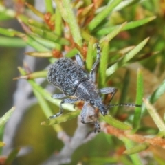 Pachyura australis (Belid weevil) at Kosciuszko National Park, NSW - 12 Jan 2021 by Harrisi