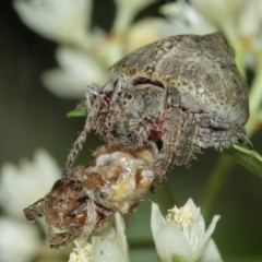 Dolophones sp. (genus) (Wrap-around spider) at ANBG - 1 Jan 2021 by TimL