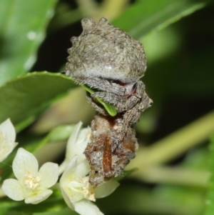 Dolophones sp. (genus) at Acton, ACT - 1 Jan 2021