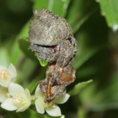 Dolophones sp. (genus) at Acton, ACT - suppressed