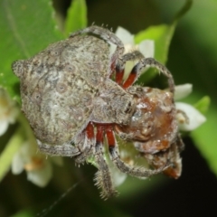 Dolophones sp. (genus) at Acton, ACT - 1 Jan 2021