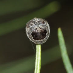 Arkys sp. (genus) at Acton, ACT - 1 Jan 2021