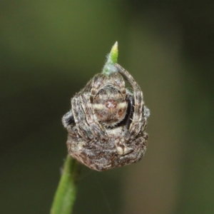 Arkys sp. (genus) at Acton, ACT - 1 Jan 2021