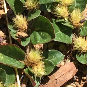 Alternanthera pungens at Watson, ACT - 14 Jan 2021