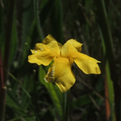 Goodenia pinnatifida (Scrambled Eggs) at Hume, ACT - 8 Nov 2020 by michaelb