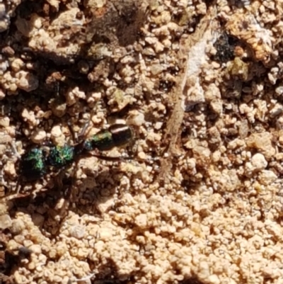Rhytidoponera metallica (Greenhead ant) at Umbagong District Park - 14 Jan 2021 by tpreston