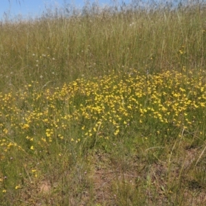 Goodenia pinnatifida at Hume, ACT - 8 Nov 2020