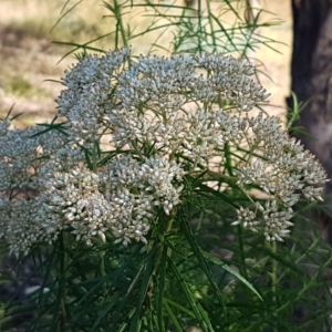 Cassinia longifolia at Latham, ACT - 15 Jan 2021 08:42 AM