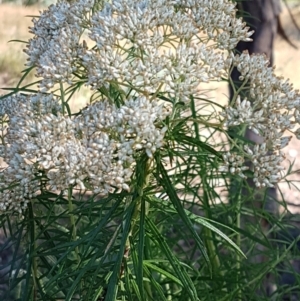 Cassinia longifolia at Latham, ACT - 15 Jan 2021 08:42 AM