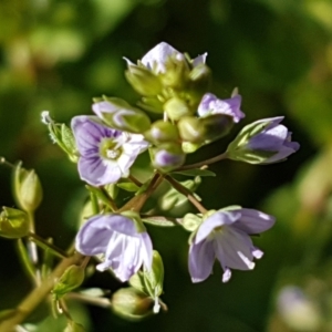 Veronica anagallis-aquatica at Latham, ACT - 15 Jan 2021