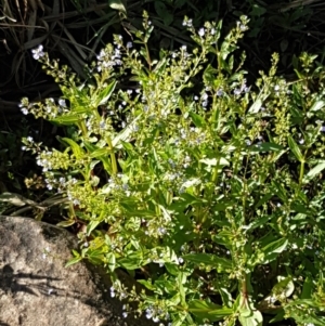 Veronica anagallis-aquatica at Latham, ACT - 15 Jan 2021