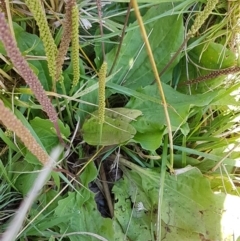 Plantago major (Greater Plantain) at Latham, ACT - 14 Jan 2021 by tpreston