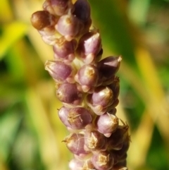 Plantago major at Latham, ACT - 15 Jan 2021