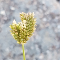 Eleusine tristachya (Goose Grass, Crab Grass, American Crows-Foot Grass) at Umbagong District Park - 14 Jan 2021 by tpreston