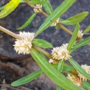 Alternanthera denticulata at Latham, ACT - 15 Jan 2021 08:58 AM