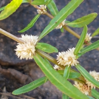 Alternanthera denticulata (Lesser Joyweed) at Latham, ACT - 15 Jan 2021 by trevorpreston