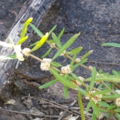 Alternanthera denticulata at Latham, ACT - 15 Jan 2021 08:58 AM