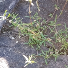 Alternanthera denticulata at Latham, ACT - 15 Jan 2021