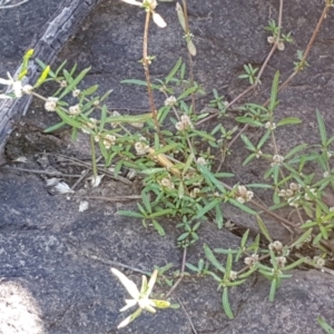 Alternanthera denticulata at Latham, ACT - 15 Jan 2021 08:58 AM