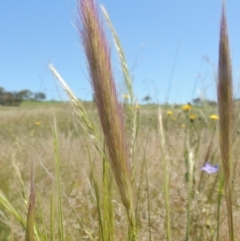 Dichelachne sp. (Plume Grasses) at Hume, ACT - 8 Nov 2020 by michaelb