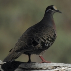 Phaps chalcoptera (Common Bronzewing) at Booth, ACT - 14 Jan 2021 by KMcCue