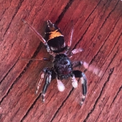 Apricia jovialis (Jovial jumping spider) at Aranda, ACT - 13 Jan 2021 by KMcCue