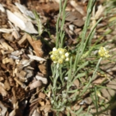 Pseudognaphalium luteoalbum (Jersey Cudweed) at Campbell, ACT - 12 Jan 2021 by MargD