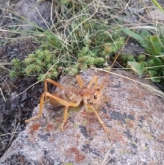 Gryllacrididae sp. (family) (Wood, Raspy or Leaf Rolling Cricket) at Wanniassa Hill - 13 Jan 2021 by YumiCallaway