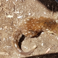 Dasyurus maculatus (Spotted-tailed Quoll) at Black Flat at Corrowong - 13 Jan 2021 by BlackFlat