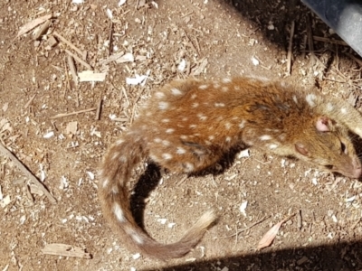 Dasyurus maculatus ssp. maculatus (Spotted-tailed Quoll) at Corrowong, NSW - 13 Jan 2021 by BlackFlat