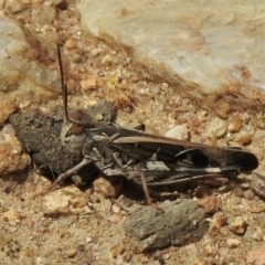 Oedaleus australis (Australian Oedaleus) at Booth, ACT - 13 Jan 2021 by KMcCue