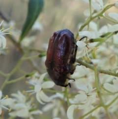 Bisallardiana gymnopleura (Brown flower chafer) at Cook, ACT - 14 Jan 2021 by CathB
