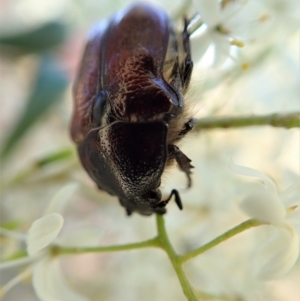 Bisallardiana gymnopleura at Cook, ACT - 14 Jan 2021 05:35 PM