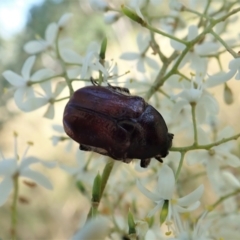 Bisallardiana gymnopleura at Cook, ACT - 14 Jan 2021