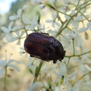 Bisallardiana gymnopleura at Cook, ACT - 14 Jan 2021 05:35 PM