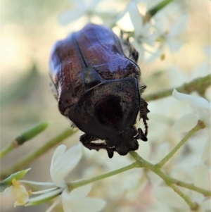 Bisallardiana gymnopleura at Cook, ACT - 14 Jan 2021