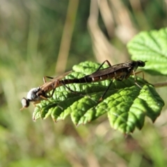 Taenogerella elizabethae at Holt, ACT - 14 Jan 2021 by CathB