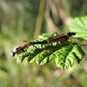 Taenogerella elizabethae at Holt, ACT - 14 Jan 2021