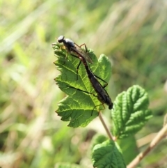 Taenogerella elizabethae at Holt, ACT - 14 Jan 2021