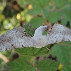 Circopetes obtusata (Grey Twisted Moth) at Holt, ACT - 14 Jan 2021 by CathB