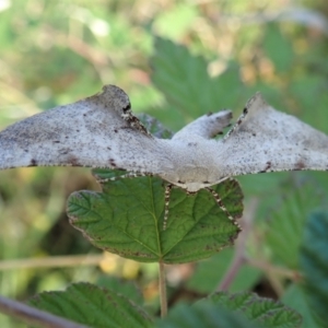 Circopetes obtusata at Holt, ACT - 14 Jan 2021