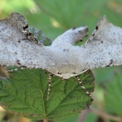 Circopetes obtusata at Holt, ACT - 14 Jan 2021