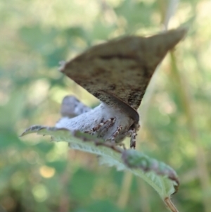 Circopetes obtusata at Holt, ACT - 14 Jan 2021